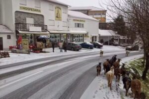 A TORRE no Sabugueiro